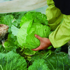 野菜の写真